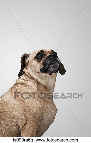 Puggle View Large Photo Image Stock Photography - Puggle. Fotosearch