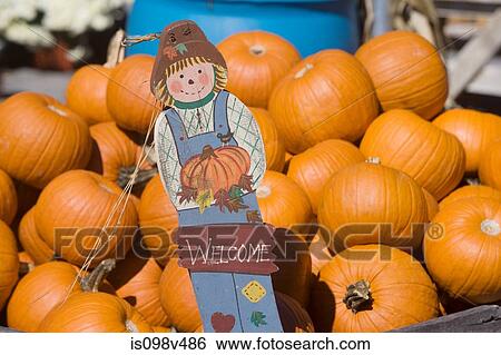 Stock Photograph - Pumpkins for sale. Fotosearch