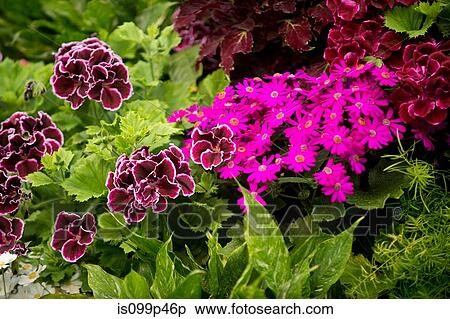 Purple and pink flowers View Large Photo Image Stock Photography - Purple and pink flowers. Fotosearch