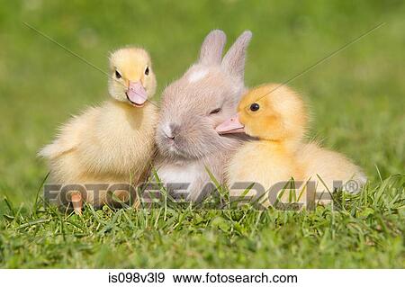 Rabbit and two ducklings on grass View Large Photo Image Stock Photo - Rabbit and two ducklings on grass. Fotosearch