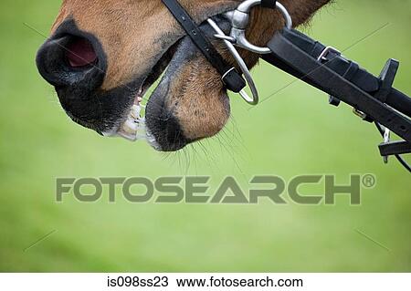 Race horse's mouth, close up View Large Photo Image Stock Image - Race horse's mouth, close up. Fotosearch