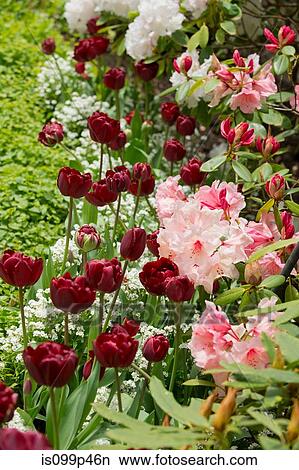 Picture - Red and pink flowers. Fotosearch