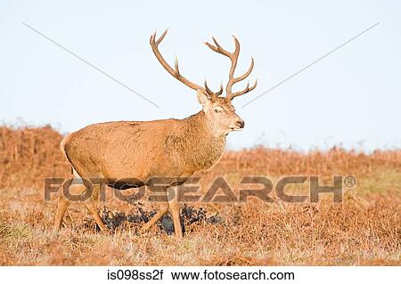 Red deer stag View Large Photo Image Stock Image - Red deer stag. Fotosearch