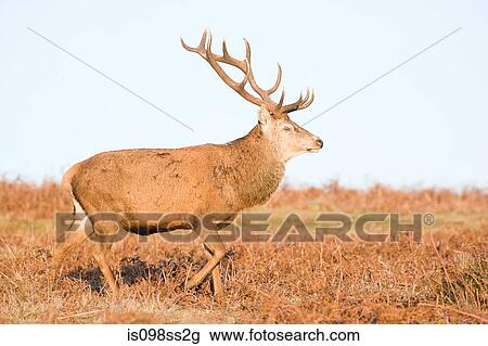 Red deer stag View Large Photo Image Stock Image - Red deer stag. Fotosearch