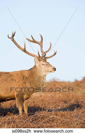 Red deer stag View Large Photo Image Stock Image - Red deer stag. Fotosearch