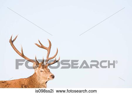 Red deer stag View Large Photo Image Stock Image - Red deer stag. Fotosearch