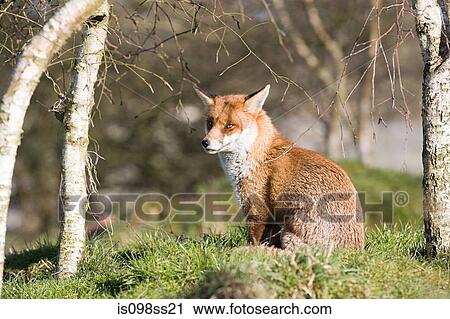Red fox View Large Photo Image Stock Image - Red fox. Fotosearch