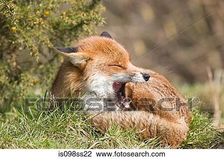 Stock Image - Red fox. Fotosearch