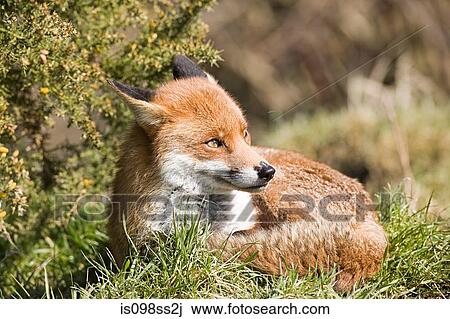 Red fox View Large Photo Image Stock Image - Red fox. Fotosearch