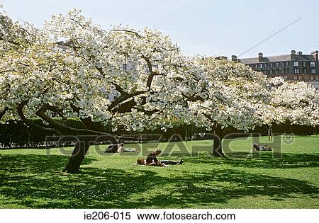 Regents park london View Large Photo Image Stock Photography - Regents park london. Fotosearch