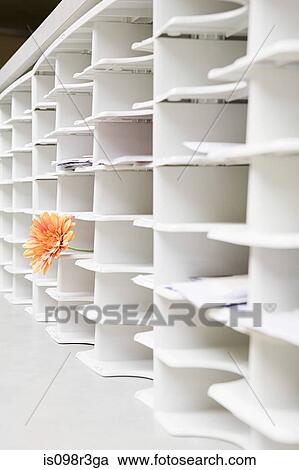 Rows of office cubby holes with a flower sticking out of one View Large Photo Image Stock Image - Rows of office cubby holes with a flower sticking out of one. Fotosearch