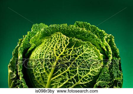 Savoy cabbage on green background View Large Photo Image Stock Photo - Savoy cabbage on green background. Fotosearch