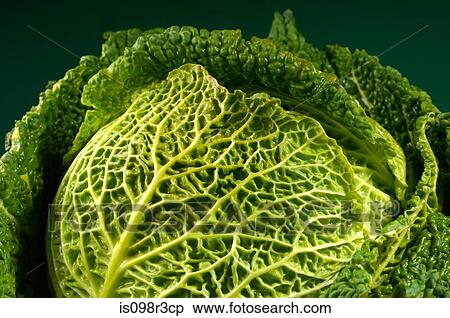Stock Photography - Savoy cabbage on green background. Fotosearch