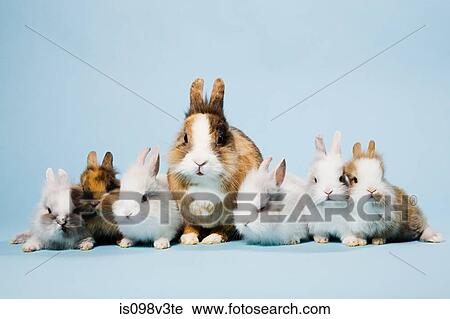 Seven rabbits, studio shot View Large Photo Image Stock Image - Seven rabbits, studio shot. Fotosearch
