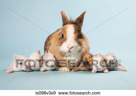 Seven rabbits, studio shot View Large Photo Image Stock Photo - Seven rabbits, studio shot. Fotosearch
