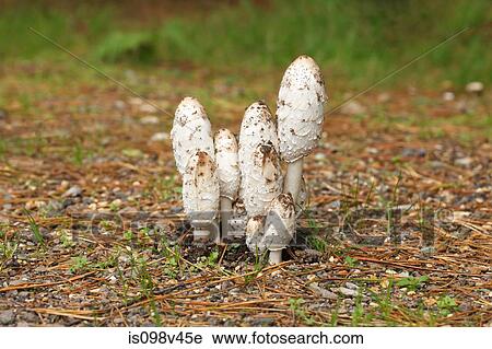 Stock Image - Shaggy mane mushrooms (Coprinus comatus). Fotosearch