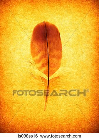 Single feather on yellow background View Large Photo Image Stock Photograph - Single feather on yellow background. Fotosearch