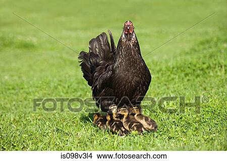 Picture - Six ducklings with a hen on grass. Fotosearch