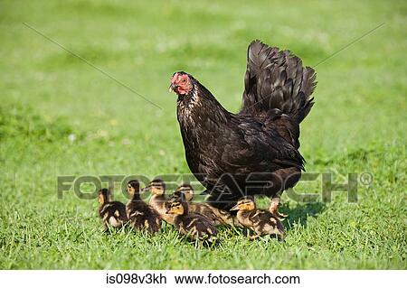 Stock Image - Six ducklings with a hen on grass. Fotosearch