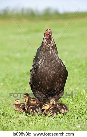 Stock Image - Six ducklings with a hen on grass. Fotosearch