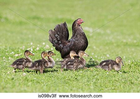 Six ducklings with a hen on grass View Large Photo Image Stock Image - Six ducklings with a hen on grass. Fotosearch