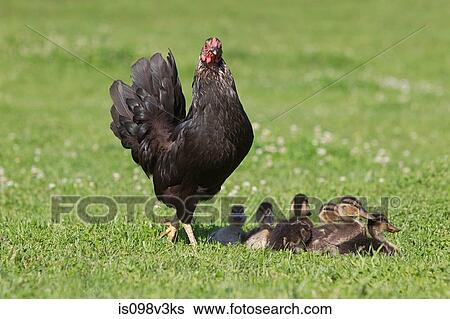 Six ducklings with a hen on grass View Large Photo Image Stock Photograph - Six ducklings with a hen on grass. Fotosearch