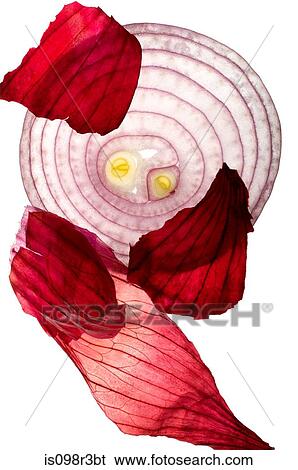Slice of red onion with skin on white background View Large Photo Image Stock Photograph - Slice of red onion with skin on white background. Fotosearch