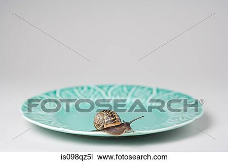 Snail on a plate View Large Photo Image Stock Image - Snail on a plate. Fotosearch