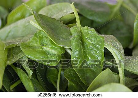 Stock Photograph - Spinach. Fotosearch