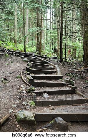 Stock Photograph - Steps in forest. Fotosearch