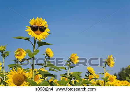 Sunflower in sunglasses View Large Photo Image Picture - Sunflower in sunglasses. Fotosearch