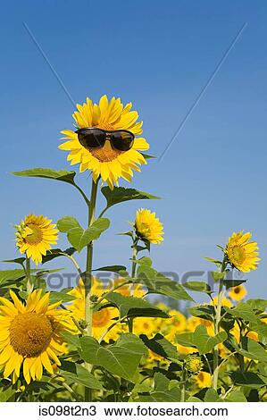 Sunflower in sunglasses View Large Photo Image Stock Image - Sunflower in sunglasses. Fotosearch