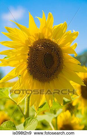 Sunflower View Large Photo Image Stock Photo - Sunflower. Fotosearch
