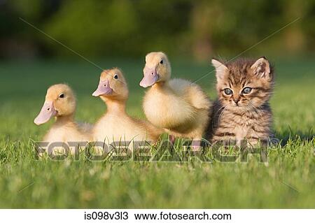 Stock Image - Three ducklings and kitten on grass. Fotosearch