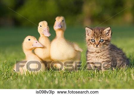 Three ducklings and kitten on grass View Large Photo Image Stock Photography - Three ducklings and kitten on grass. Fotosearch