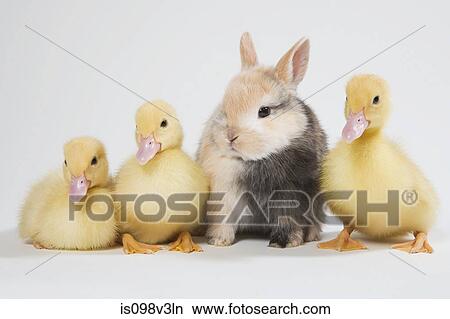 Three ducklings and kitten, studio shot View Large Photo Image Picture - Three ducklings and kitten, studio shot. Fotosearch