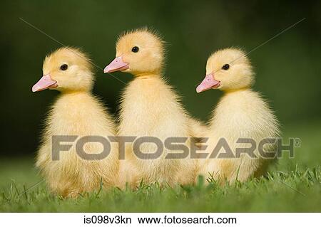 Three ducklings on grass View Large Photo Image Picture - Three ducklings on grass. Fotosearch
