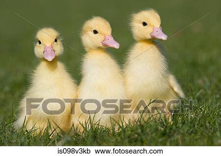 Stock Image - Three ducklings on grass. Fotosearch