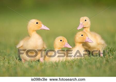Three ducklings on grass View Large Photo Image Stock Image - Three ducklings on grass. Fotosearch
