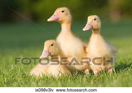 Stock Photo - Three ducklings on grass. Fotosearch