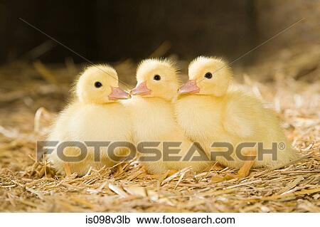 Three ducklings on straw View Large Photo Image Stock Image - Three ducklings on straw. Fotosearch