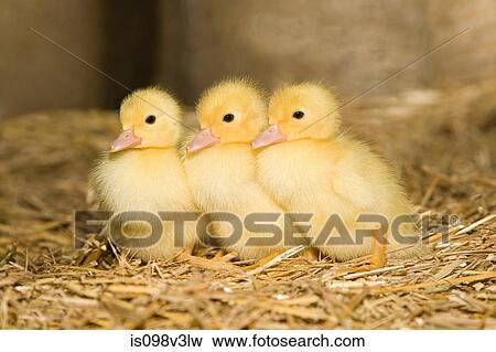 Three ducklings on straw View Large Photo Image Stock Photo - Three ducklings on straw. Fotosearch