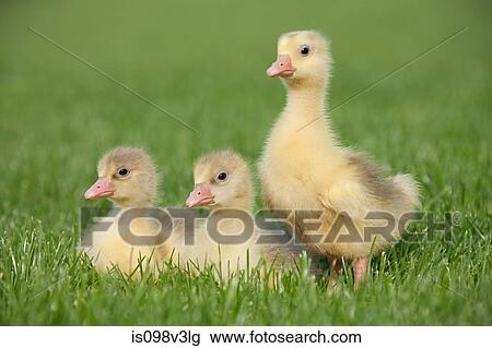 Three goslings on grass View Large Photo Image Stock Image - Three goslings on grass. Fotosearch