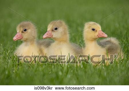 Three goslings on grass View Large Photo Image Stock Photography - Three goslings on grass. Fotosearch
