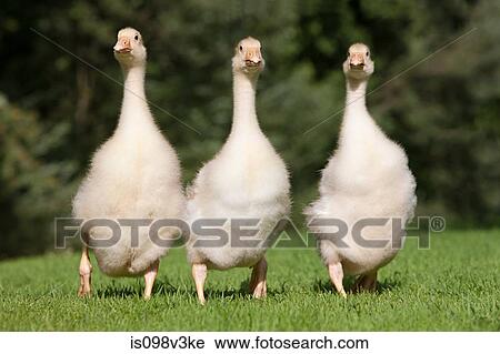 Three goslings walking on grass View Large Photo Image Stock Image - Three goslings walking on grass. Fotosearch
