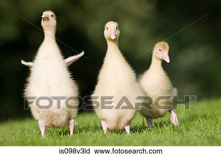 Stock Image - Three goslings walking on grass. Fotosearch