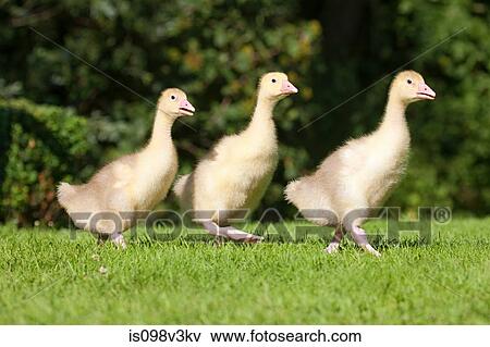 Three goslings walking on grass View Large Photo Image Stock Photo - Three goslings walking on grass. Fotosearch