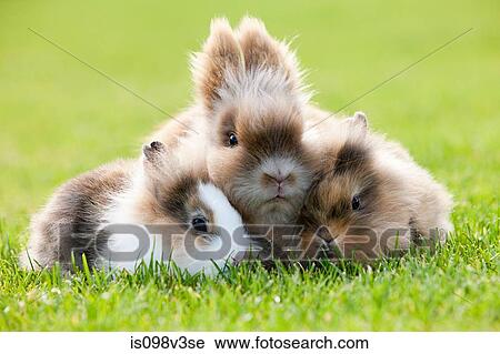 Stock Image - Three rabbits sitting on grass. Fotosearch