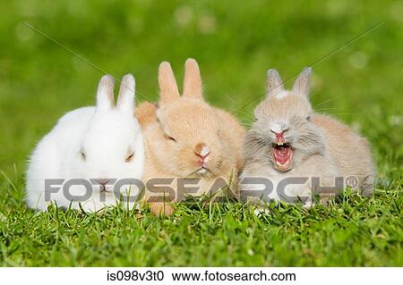 Stock Image - Three rabbits sitting on grass. Fotosearch