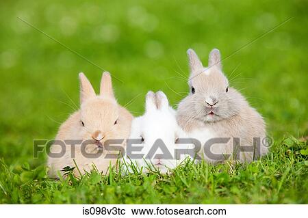 Stock Image - Three rabbits sitting on grass. Fotosearch